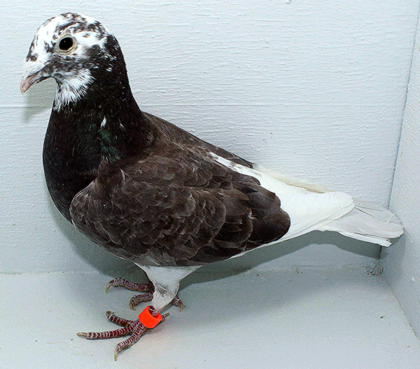 Band: AU 41421 AA 2025